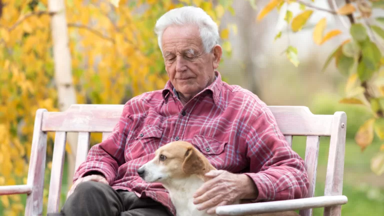 consider adopting a pet 2