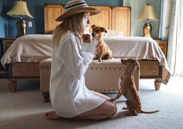 Pet friendly travel and accommodation