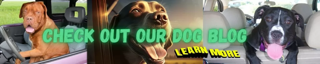 My Pet Support - Dog Blog