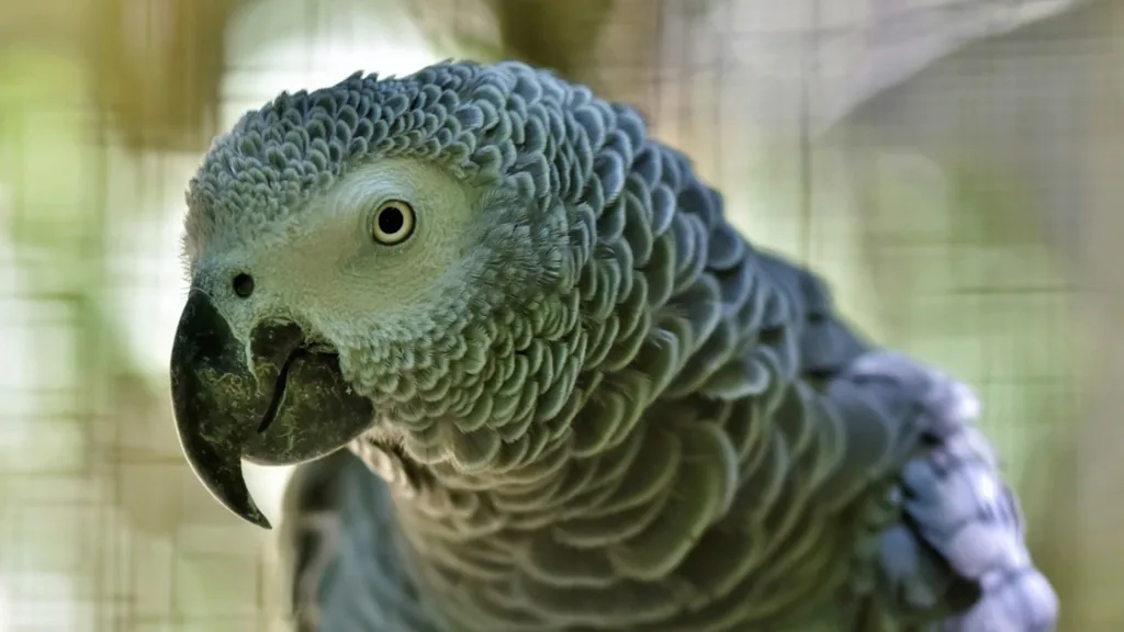 African Grey Parrot