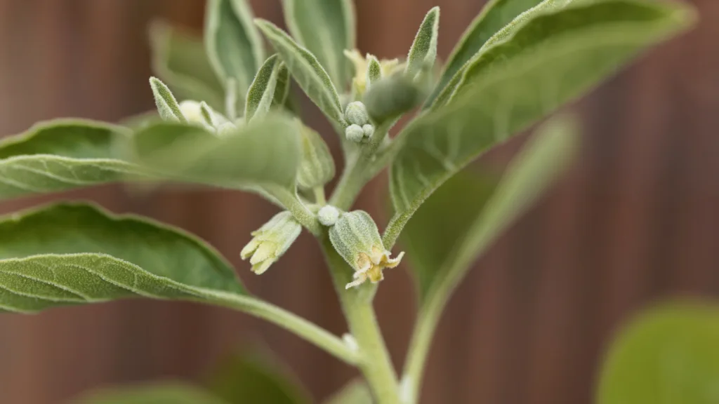 Ashwagandha Plants in Australia