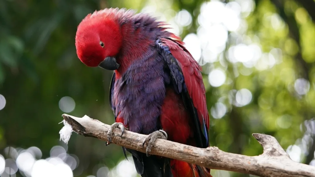 beautiful eclectus parrot