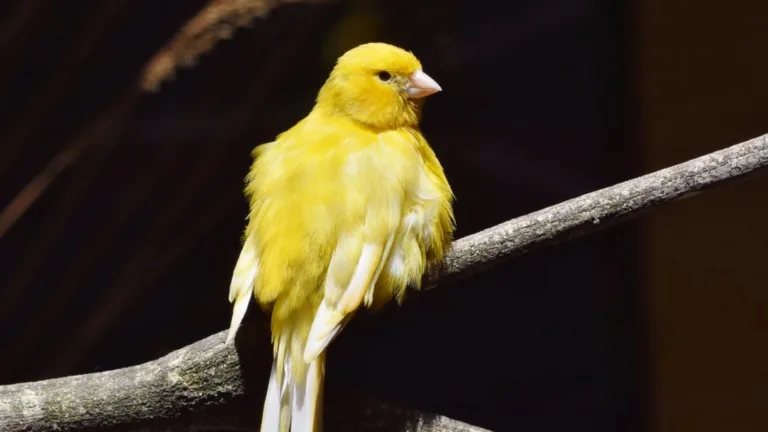 canaries