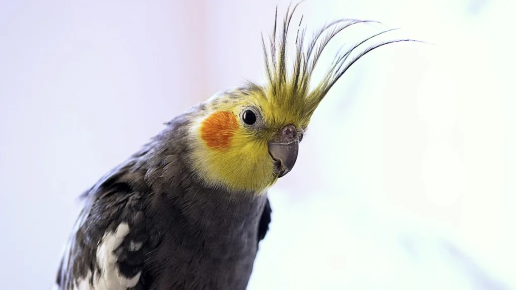 cockatiels